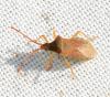 Gonocerus acuteangulatus